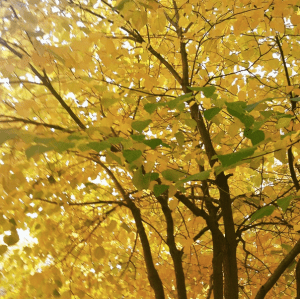 Screenshot 2014-10-24 16.36.57