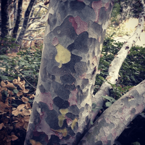 Discovered this fascinating camouflage tree (otherwise known as Lacebark Pine) during our day at the botanic gardens.