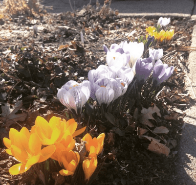 Witnessed many signs of spring this week, including these flowers on my walk to brunch. 