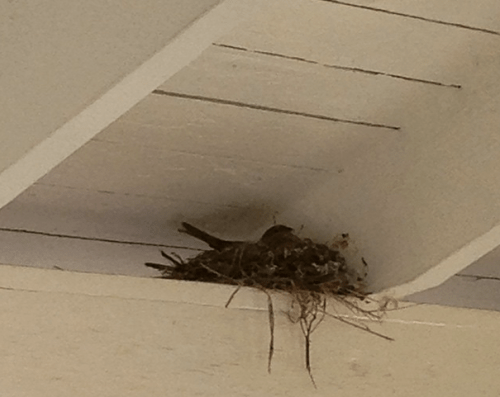 New mama-to-be finch took over the nest on my porch. Can't wait for babies! #spring