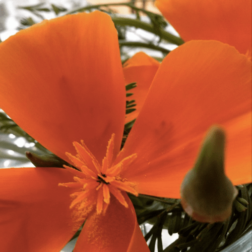 Screenshot 2015-05-24 08.47.55