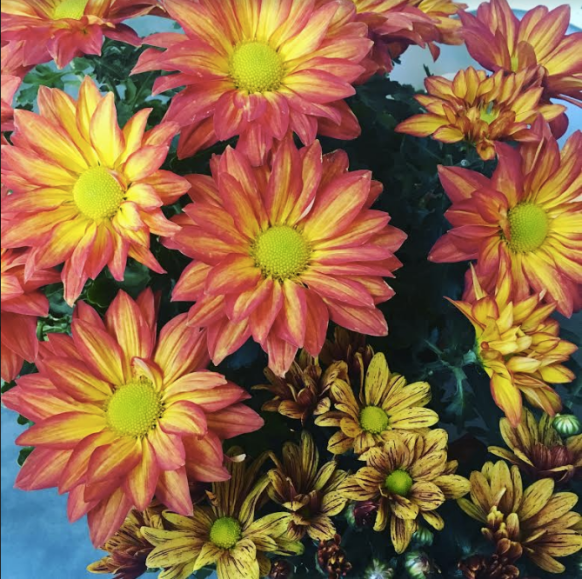 screenshot-2016-09-25-11-50-55