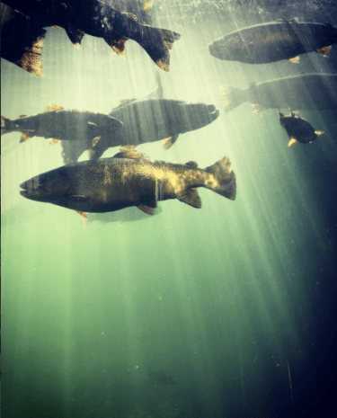 Screenshot 2017-07-07 13.41.24