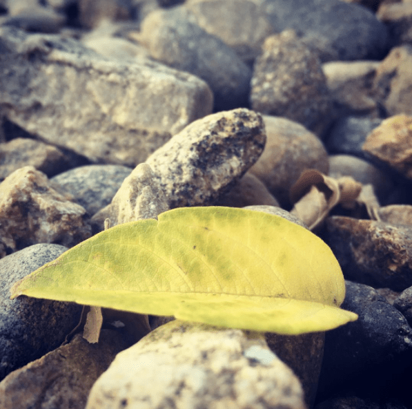 week in review + it’s&nbsp;fall!