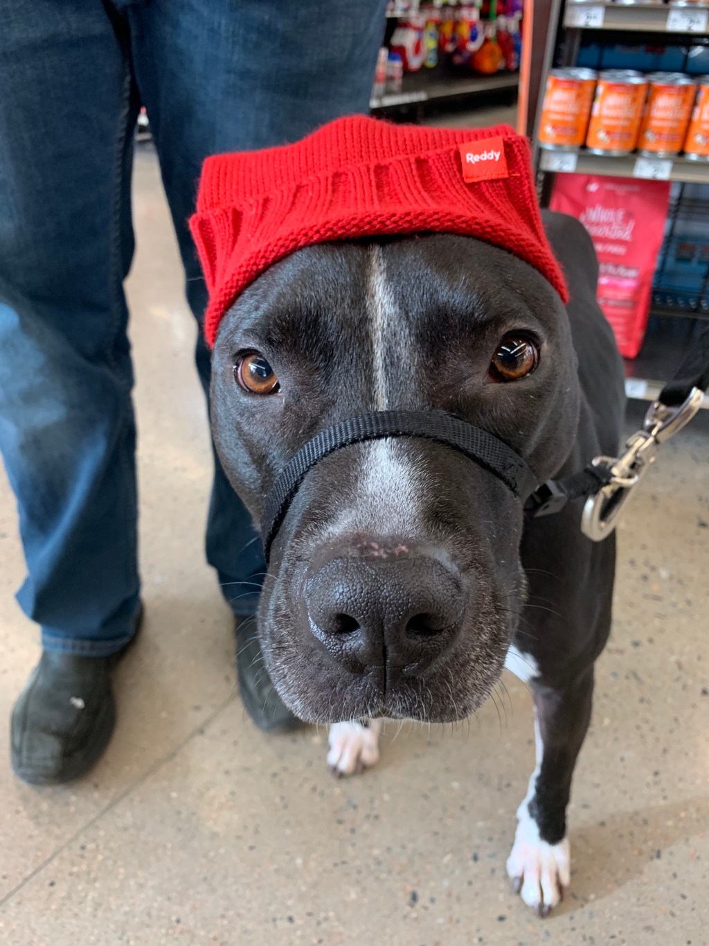 reading my way into 2019 + week&nbsp;reflection