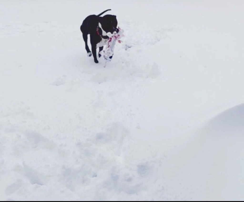 bomb cyclones and gratitude + week reflection