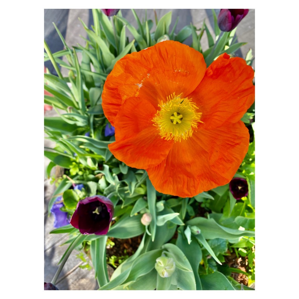 this week in three good things