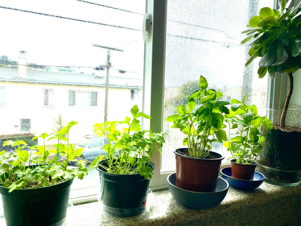 spring has sprung + a look&nbsp;ahead