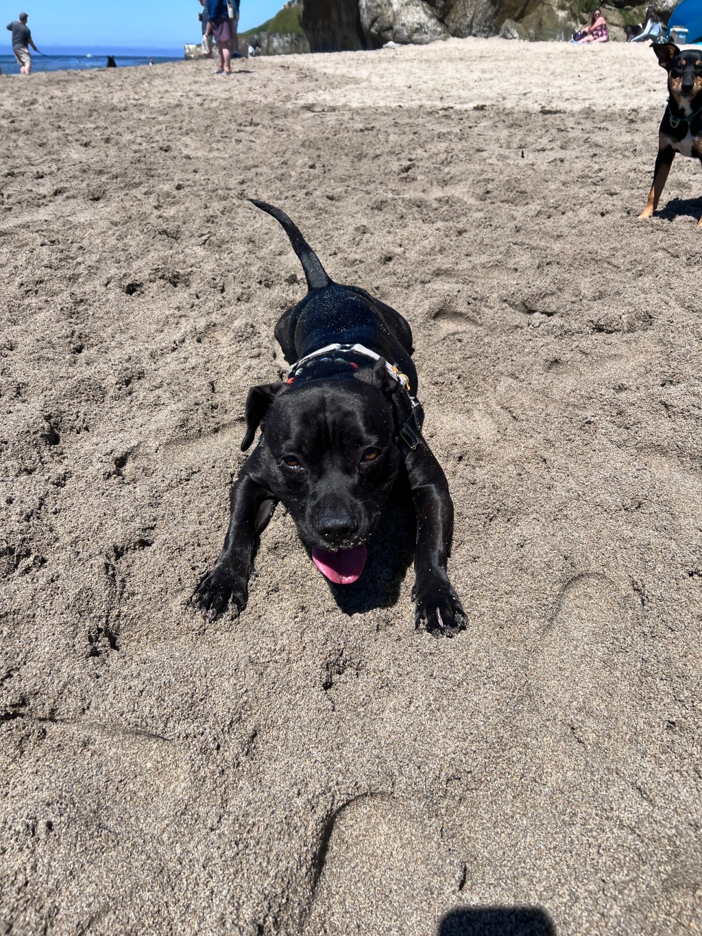 July Highlights and Happenings: Mountain Getaway, Dog Parks, and&nbsp;More